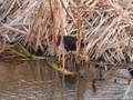 Pukeko reeds 2